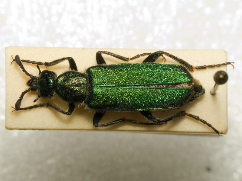 Cerocoma schreberi Fabricius, 1781